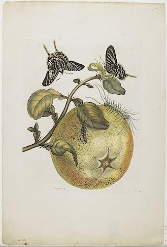 Toile Machaons Maria Sibylla Merian pour grand mur vide