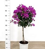 POWERS TO FLOWERS - BOUGAINVILLEA, BUGANVILLEA ALBERELLO VASO 20CM, pianta vera