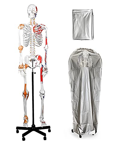 Image of B10215-DC Medical Grade, Full Size Skeleton W Hand Painted Muscles & Ligaments | Thick Zip Dust Cover | Skeleton Wired for Natural Movement | Mounted on Roller Stand W Manual