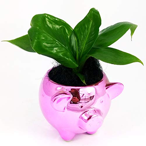 POWERS TO FLOWERS - BANANO, PIANTA DEL BANANO MINI IN VASO MAIALINO pianta vera