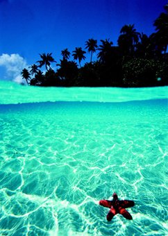 Posters du Monde - Póster "Tropical Starfish Underwater Paradise " Enorme PAPER - Póster - Medidas 86,5 x 61 cm aprox. 91,5 x 61 cm (ca.)