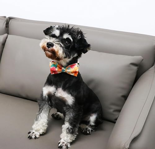 Unique style paws Dog Collar, Colorful Flower Dog Collar - Image 4
