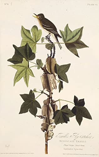 Image sur toile art imprimé oiseau d'Amérique Audubon grand format pour déco maison