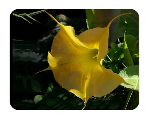 Daybreak - Brugmansia Hybrid Angels Trumpet - Live Tropical Plant - Big Fragrant Yellow Flower - Emerald Goddess Gardens - Starter Sz 4 Inch Pot