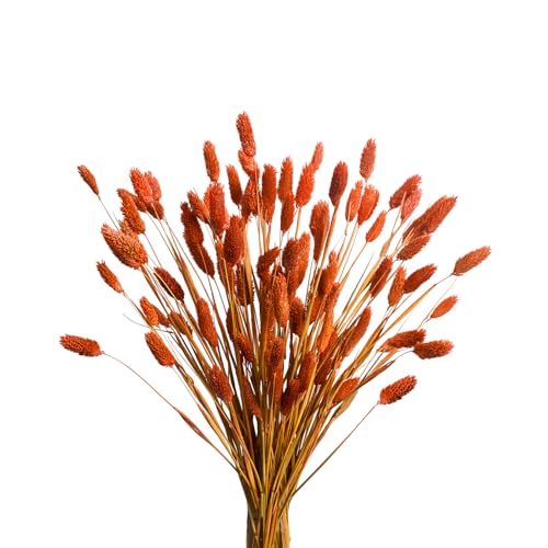 120Pcs Orange Pampas Grass Bunny Tails Dried Flowers, 17" Dried F...
