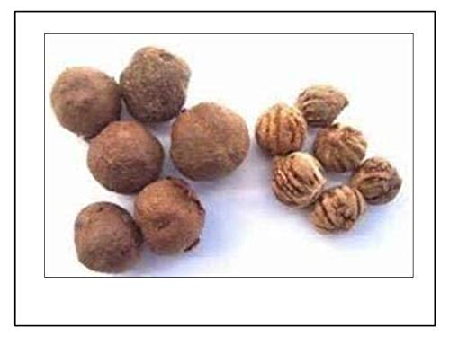 RK Seeds Teak Wood Seeds (Tectona Grandis) teak wood seeds,teak seeds for plantation,teak seeds,teak tree seeds,sagwan seeds, Thekku, Pack of 2 Kg (B07P15QQ9F) Amazon Price History, Amazon Price Tracker