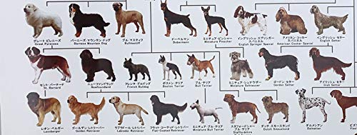 犬の系統図　犬の種類　非売品　パネル　新品 犬の系統図 犬の種類 非売品 パネル 新品 （犬の系統図 ドッグ