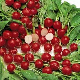 Radish Cherry Belle Great Heirloom Vegetable by Seed Kingdom Bulk 12,000 Seeds