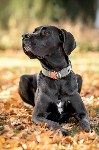 WowWow Professional Hundehalsband mit Leine - Khaki - Größe M 37-46 cm, 195g leicht, innovatives Halsband mit integrierter Leine - bekannt aus der Höhle der Löwen