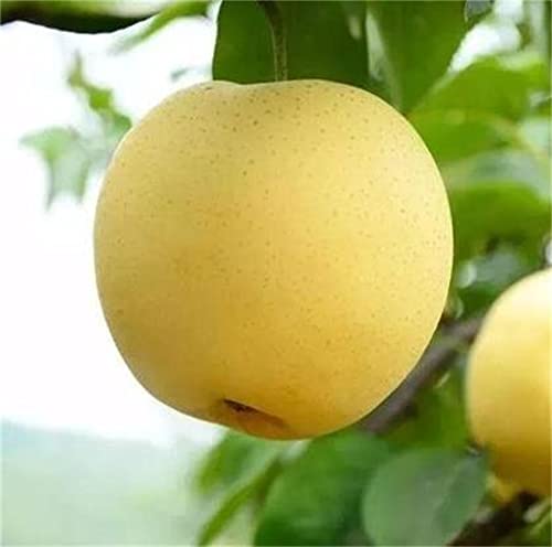 Natural Fruit Seeds Golden Pear Seeds 30Pcs #TOP2