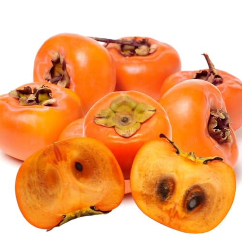 y܁`VLVL 󂠂 zÊ` xL`` 򕌌Y s 󂠂  VbLVL { ` p ( 2kg)