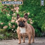 Calendrier 2022 bouledogues français: Une Jolie Calendrier Mensuel de 12 Mois ( de Janvier à Décembre 2022 ) avec Note | 12 Photos en Couleurs hautes ... des chiens de race bouledogues français