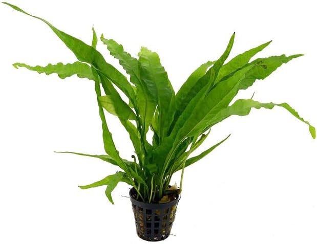 Amazon.com: 10 Species Live Aquarium Plants Package - Microsorum Java ...