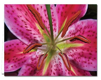 Note Card Cafe All Occasion Greeting Card Set With Envelopes | 72 Pack | Blank Inside, Glossy Finish | 6 Unique Flowersdesigns | Bulk Set For Greeting Cards, Occasions, Birthdays #TOP5