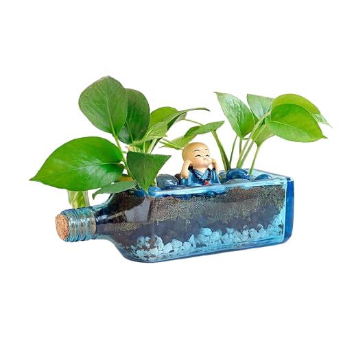 fnp Money Plant Terrarium in Antiquity Bottle-picture-12