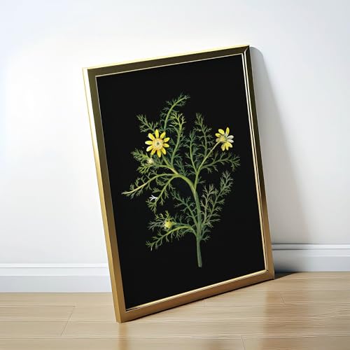 Impression Giclée Anthemis Valentina Pathos Studio qualité musée - 2