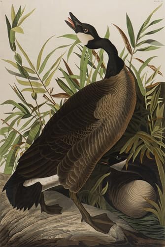 Tableau Bernache du Canada par John Audubon affiche art sur toile 60x90cm