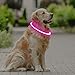 Coolzon LED Leuchthalsband Hundehalsband Aufladbar, Wasserdicht Halsband Hund 3 Modi, Leuchtband Hund Halsband Längenverstellbareres Super Helle Kalsband Katze und Hunde Klein Groß Mittel, Rosa