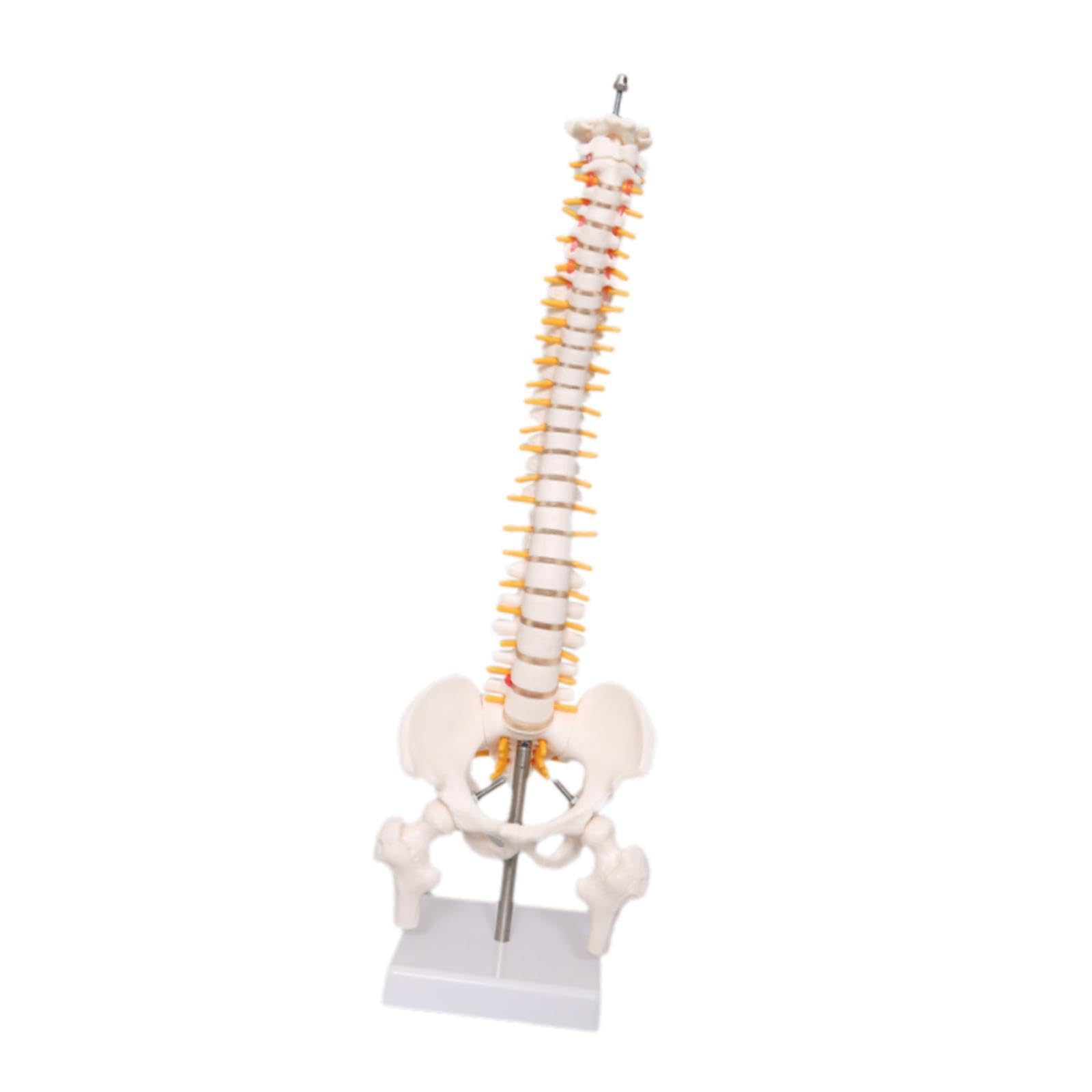 Menolana Spine Model Spinal Cord Model Learning,Education Tool,Scientific 45cm Vertebral Column Model for School Lab