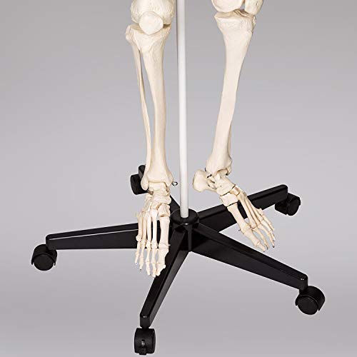 RONTEN Human Skeleton Model, Anatomical Skeleton lifesize 70.8 in, Including Booth + Cover + Poster