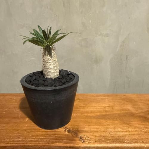 塊根植物 グラキリス」の人気商品一覧 | 安い商品を通販サイトから探す