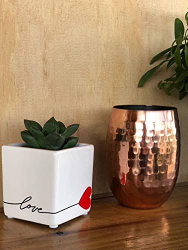 Costa Farms Mini Succulent Live Plant, Grower's Choice Potted Live Succulent, Indoor Houseplant In Cute Décor Planter With Soil Mix, Birthday, Tabletop Cactus Décor, 2-Inches Tall #TOP5