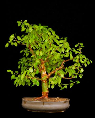 Live Guggal Plant Good Looking Bonsai Plant Good Healthy Plant 1 Live Plant with pot (B0CPPLBKKV) Amazon Price History, Amazon Price Tracker