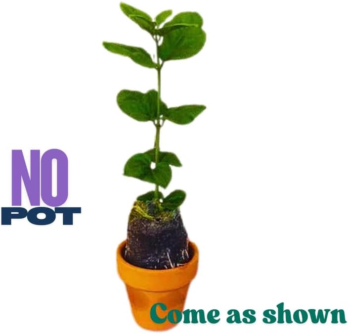3 Climbing Jasmine Live Plants for Indoor Outdoor Planting, Duke of Tuscany Jasmine Plants Live, Fragrant, 5-8" in Tall, Hardy
