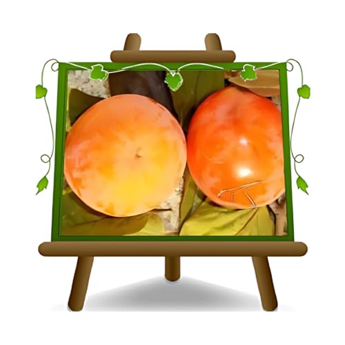 EURO PLANTS VIVAI Kaki Tipo plante fruitière ancienne en pot 26 cm hauteur maximale 180 cm - Âge 4 ans