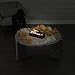 Mr. Halloween 12 in Animated Skeleton Coffin with Motion Sensor, Light Up Halloween Decoration with Music and Sounds