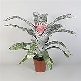 Bromelie Aechmea Sorte: Primera, (Aechmea), pflegeleichte und luftreinigende Zimmerpflanze, blüht...