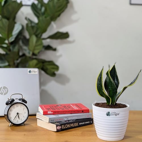 Image of LittleJungle Sansevieria Black Jack - Live Plant with 5.5 Inches White Decor Pot | Indoor Plants For Home | Snake Plant | Air Purifying Plant | Live Plant With Pot For Home Decor |