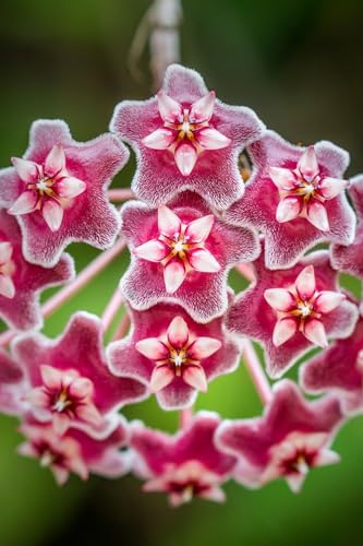 Image of Florona Rare Hoya Carnosa 'Red ' 1 Live Plant on Pot | Indoor Plants For Home | Flower Plant | Live Plants Indoor | Air Purifying Plant | Live Plant With Pot For Home Garden