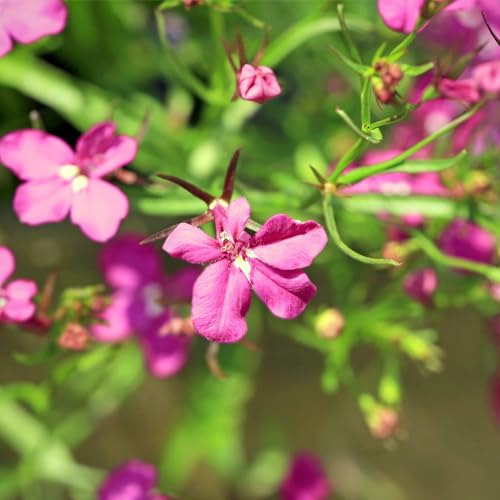 Rosamond Lobelia 250 Mg Seeds &ndash; Lobelia erinus &ndash; Annual Flower for Zones 3&ndash;11 &ndash; Compact Trailing Blooms in Rose, Fuchsia & Magenta &ndash; 4&ndash;9" Tall &ndash; 77&ndash;84 Days to Maturity &ndash; Not for Sale in Japan