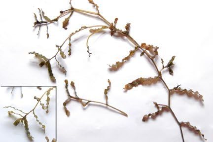 Miniatura 7 de Crystal Blue Herbicida acuático Tsunami DQ galón - 373  dibromuro diquat herbicida acuático concentrado para lagos y estanques lenteja de agua hoja