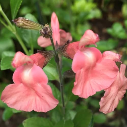 Semi di salvia, Salvia greggii, giardino di semi selvatiche resistenti per il giardino aromatiche copertura del terreno regali per gli amanti del 100pcs
