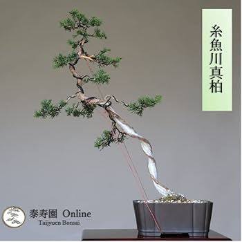 41seurOEmTL._AC_UF350,