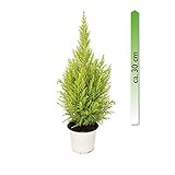 Ausführung: Grünpflanze mgc24 Cupressus macrocarpa Goldcrest Wilma, Zimmerpflanze im 13 cm Topf, Zimmerzypresse, ca. 30 cm hoch