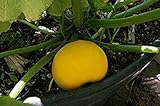 verduras congeladas salteadas Suitable for all type of soil Limone Zucchini, gustosi Frutti Gialli, 10 Semi