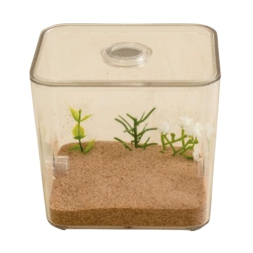 BestAntsUK Ant Farm Kit House Arena Outworld Formicarium Farm Small Set