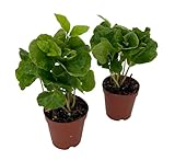 Hirt's Arabica Coffee Bean Plants - 2 Pack 2' Pots - Grow Your Own Coffee