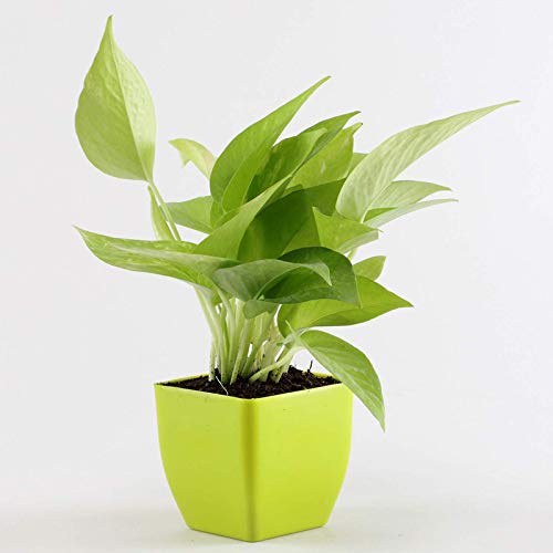 Royal Gardens Live Golden Money Plant with Black Plastic Pot Air