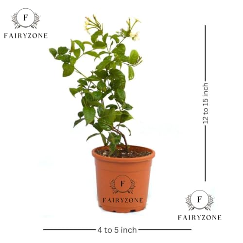 Image of Live Madhumalti Plant | Pink and White Blooms Rangoon Creeper Plant | Pack of 1 (MADHUMALTI FLOWER PLANT) (MADHUMLARI FLOWER PLANT)