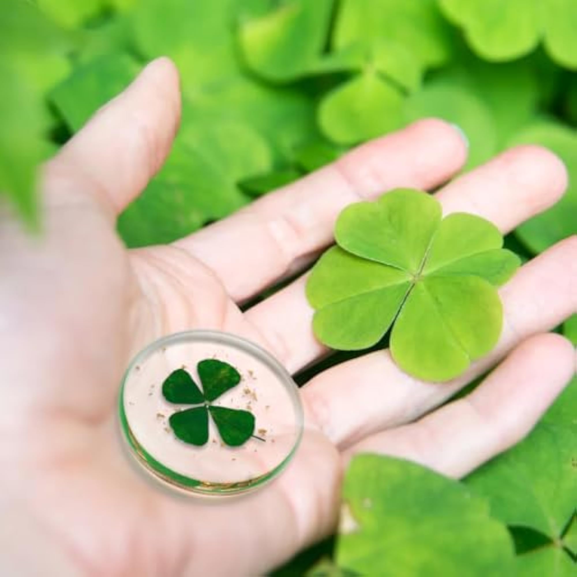 Real Four Leaf Clover Authentic Good Luck Charm