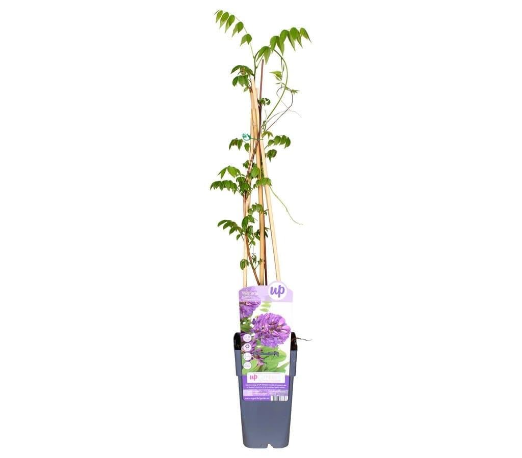 Garden Center Shop | Plantas Trepadoras Naturales | Bignonia, Wisteria, Jazmín Estrella, Madreselva, Passiflora, Hiedra (Wisteria Longwood Purple)