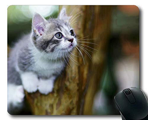Preisvergleich Produktbild Mäusematte, Baby-Tierkätzchen-Haustier-Katzenmau... Mäusematte für Computer cat012