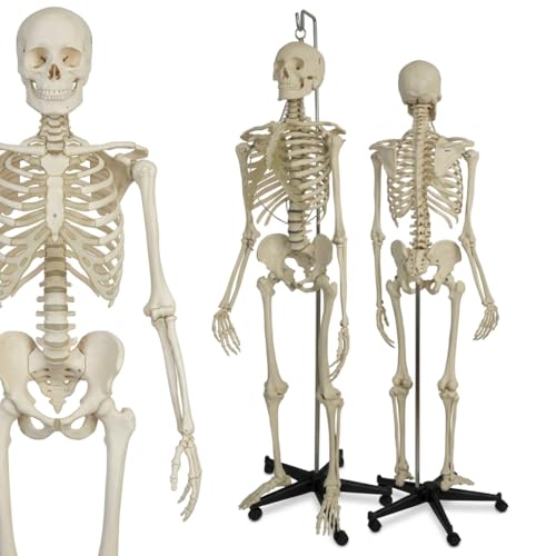 Image of Articulated Human Skeleton Model 5.6 Feet Tall with Durable Plastic Base and Iron Support Rod, Life Size Anatomical Educational Teaching Skeleton for Medical Study, Classroom, Clinic and Training Use