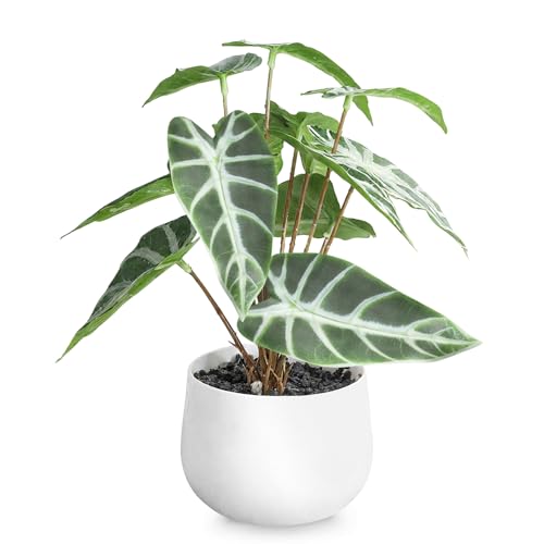 lHϗtA LER ~jtFCNO[ p sv  CeAG  MtgΉ ̓ ̓ v[g t