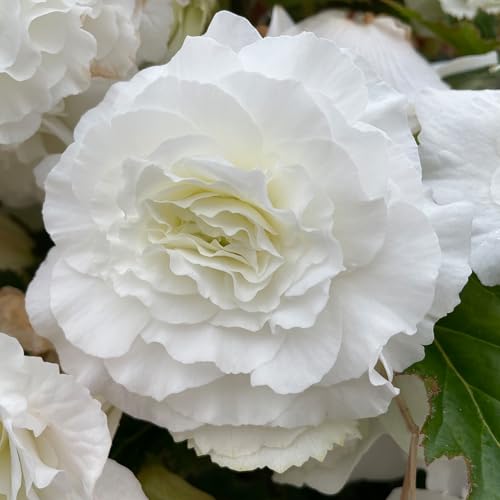 Bégonia tubéreux blanc double vivace floraison estivale pour jardin