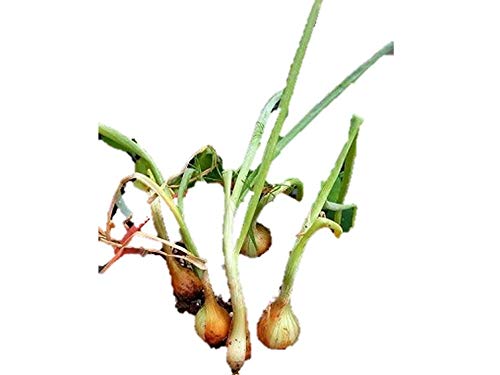 Amazon.co.jp: 植物種子 ミニ玉ねぎ 種 20粒 : DIY・工具・ガーデン
